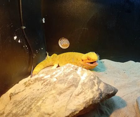 Vets for Pets - Sutton in Ashfield