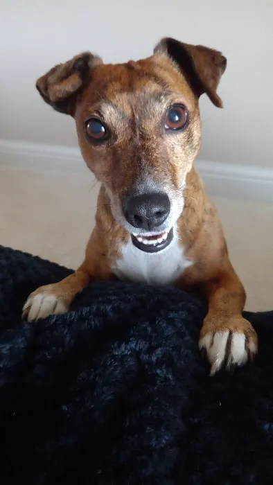 Vets for Pets - Sutton in Ashfield Picture 7