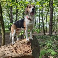 Animal Doctor ico