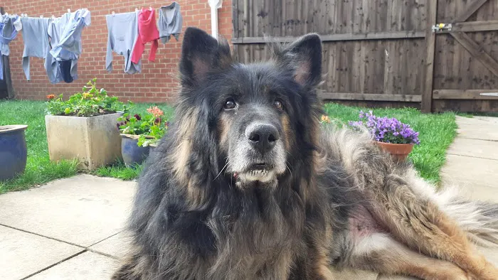 Vets for Pets - Kirby in Ashfield Picture 1