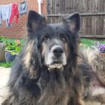 Vets for Pets - Kirby in Ashfield