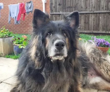 Vets for Pets - Kirby in Ashfield