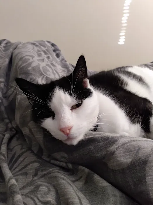 Vets for Pets - Kirby in Ashfield Picture 5