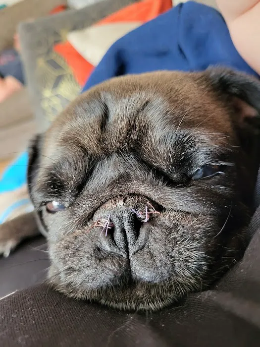 Vets for Pets - Kirby in Ashfield Picture 2