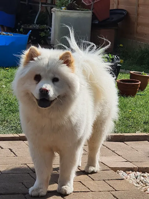 Vets for Pets - Kirby in Ashfield Picture 6