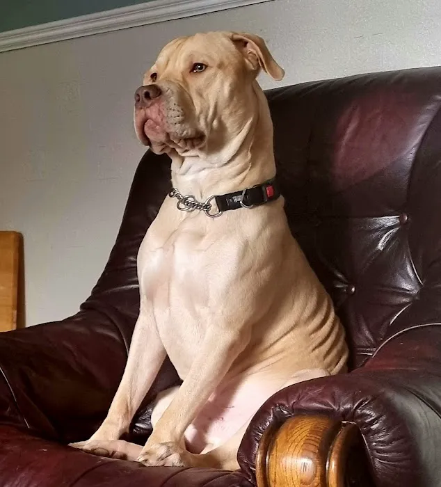 Vets for Pets - Kirby in Ashfield Picture 7