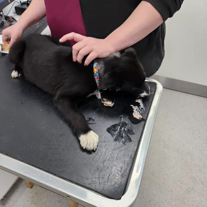 Vets for Pets - Kirby in Ashfield Picture 10