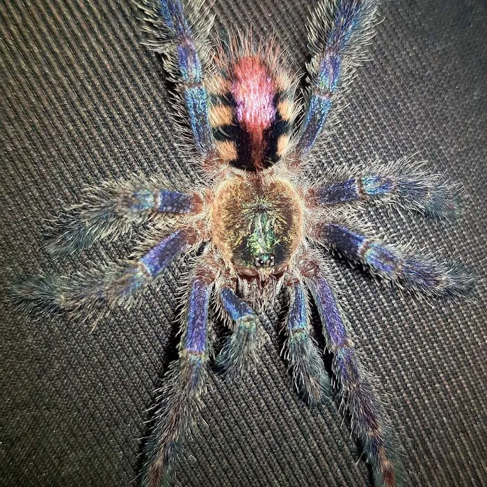 MMA Reptiles Picture 2