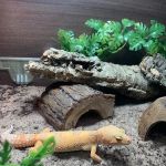 MMA Reptiles