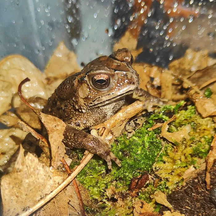 MMA Reptiles Picture 3