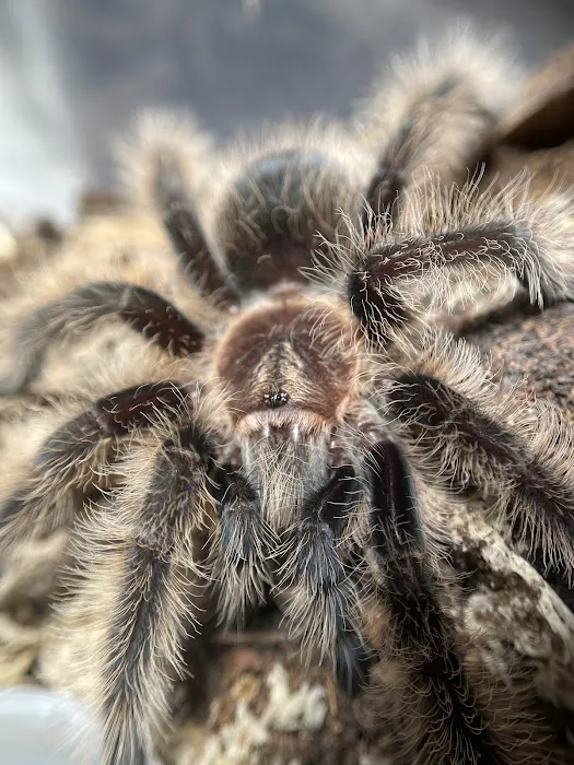 MMA Reptiles Picture 5