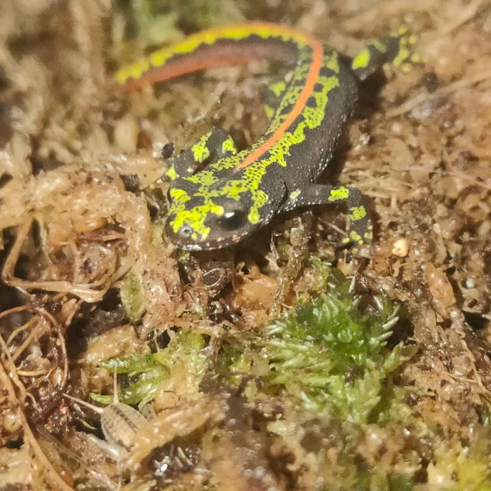 MMA Reptiles Picture 6