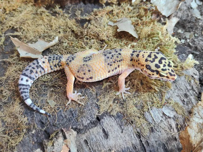 MMA Reptiles Picture 9