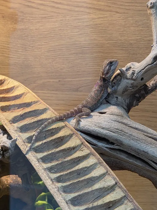 MMA Reptiles Picture 7