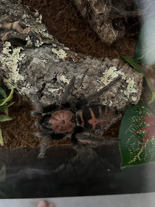 MMA Reptiles Picture 8