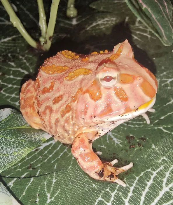 MMA Reptiles Picture 10