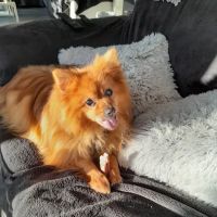 Dudley's Natural Doggy Treats ico