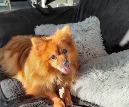 Dudley's Natural Doggy Treats