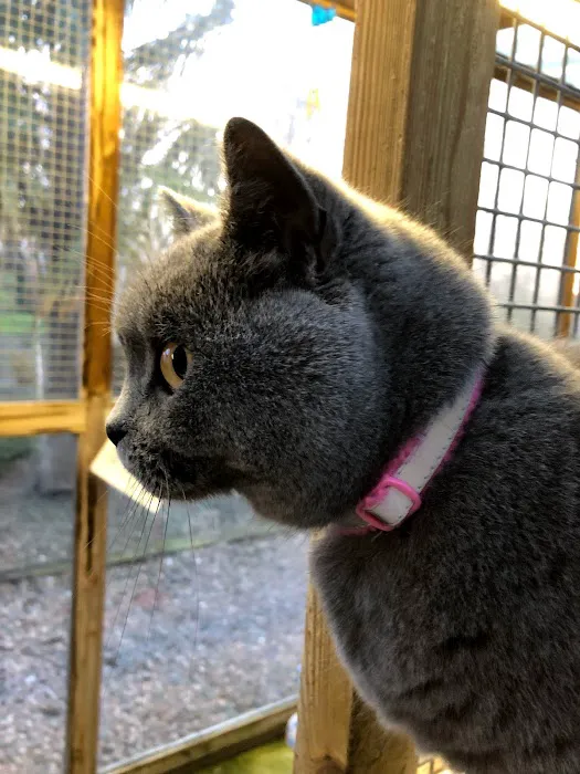 The Cottage Cattery Picture 6