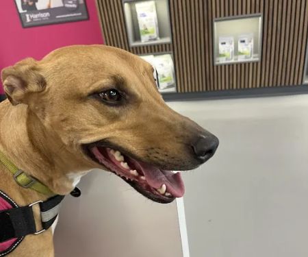 Harrison Family Vets, Middleton