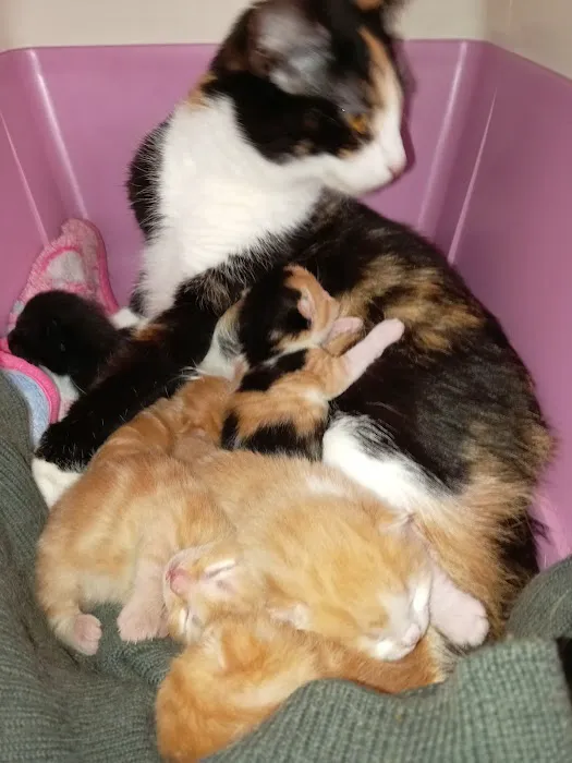 Harrison Family Vets, Middleton Picture 6