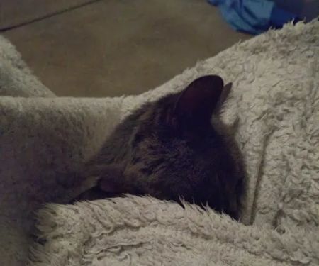 The Vet Ltd t/a Purple Vet