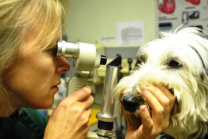 Abbey House Vets in Rothwell Picture 7