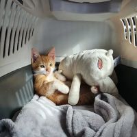 Abbey House Vets in Halton ico