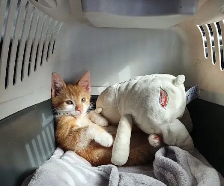 Abbey House Vets in Halton