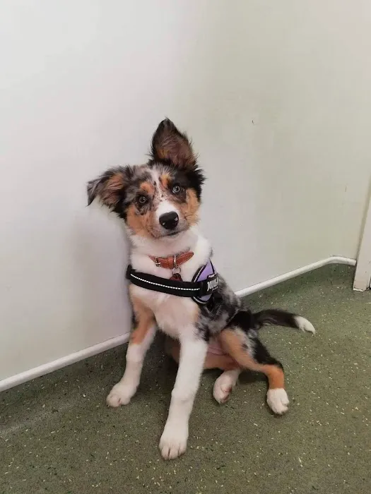 Chantry Vets Surgery, Middleton Picture 6