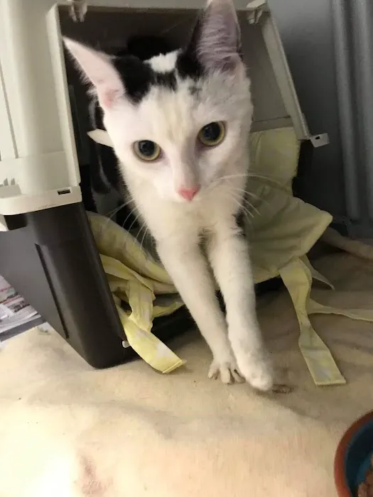 Chantry Vets Surgery, Middleton Picture 8