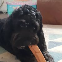 Tails 'n' Whiskers ico