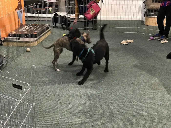 Pets Corner Picture 1