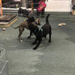 Pets Corner