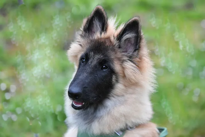 Pets Corner Picture 4