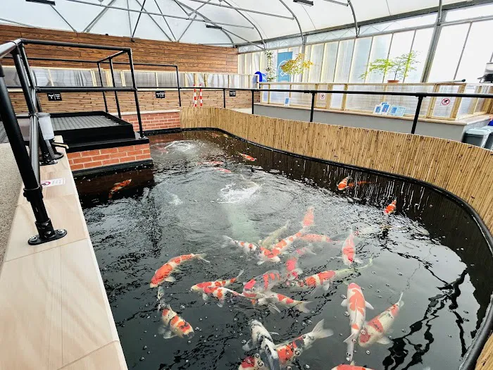 Shosha Koi Picture 4