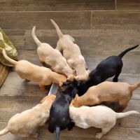Cross Green Veterinary Centre ico