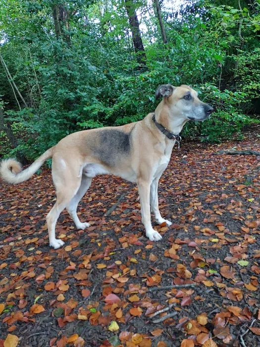 Cross Green Veterinary Centre Picture 4