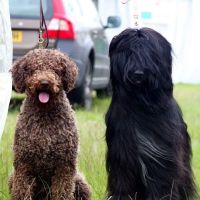 The Dales Veterinary Centre ico