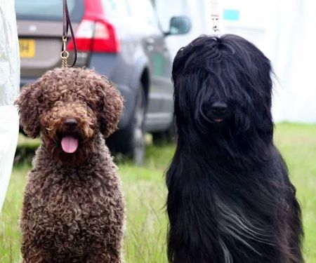 The Dales Veterinary Centre