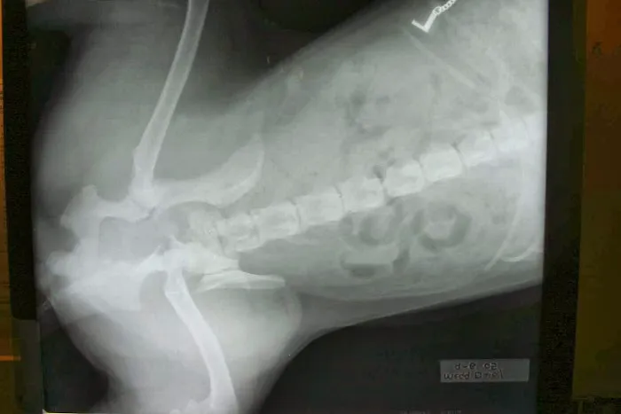 The Dales Veterinary Centre Picture 7