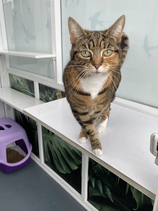 Greengates Boarding Cattery Picture 4