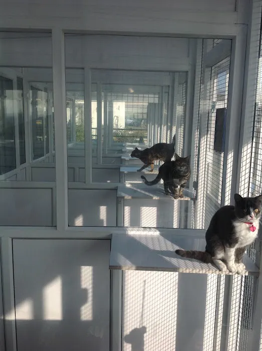 Greengates Boarding Cattery Picture 2