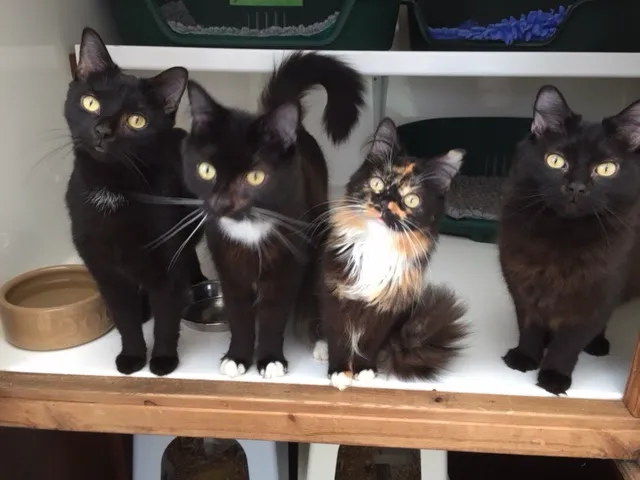 Greengates Boarding Cattery Picture 6