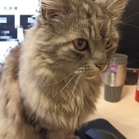 Tweed House Vets ico