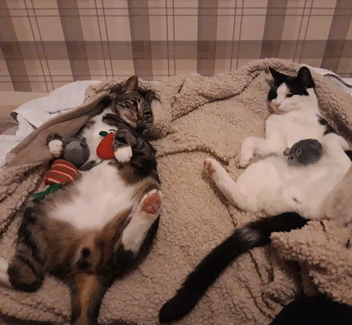 Tweed House Vets Picture 3