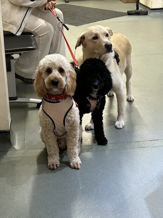Tweed House Vets Picture 4