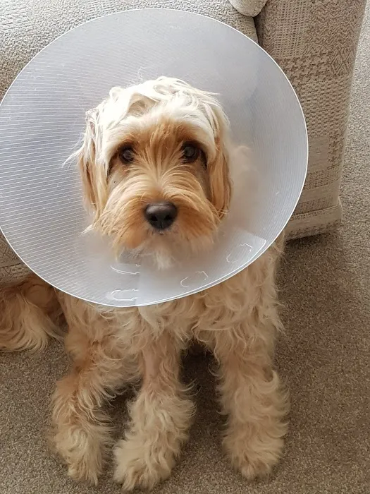 Tweed House Vets Picture 5
