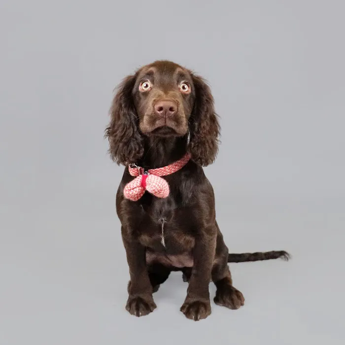 The Visiting Vet Company Picture 1