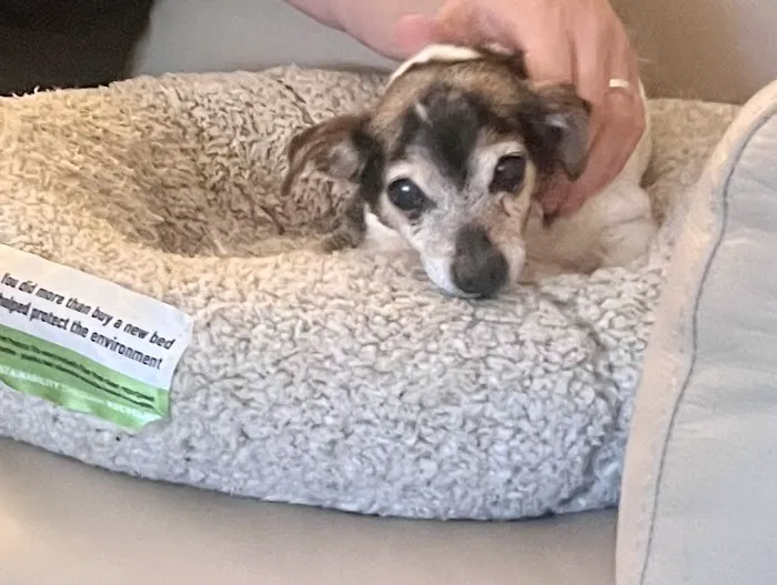 The Visiting Vet Company Picture 7